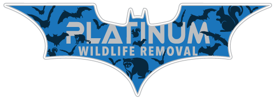 Cardinal Wildlife Removal